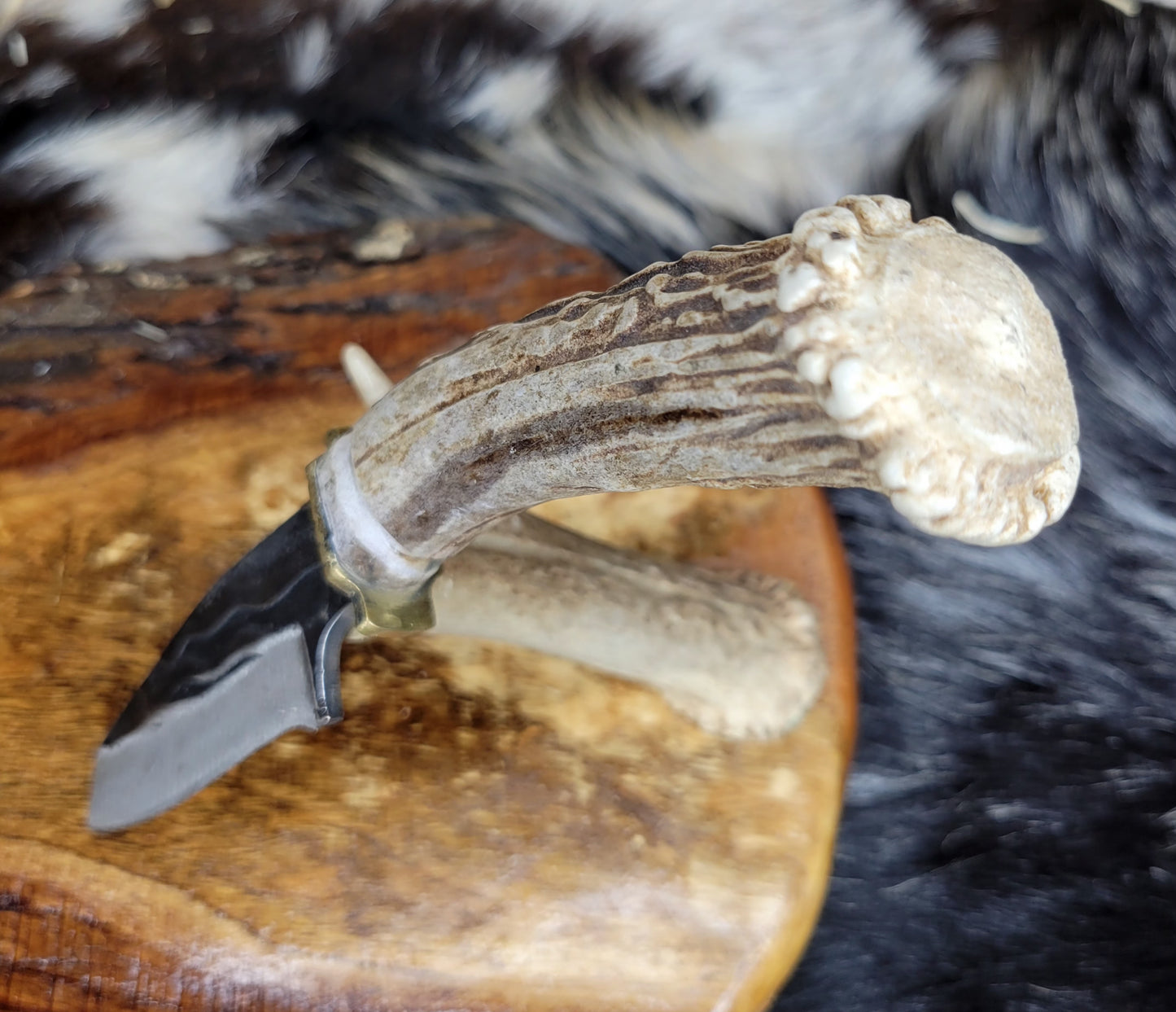Cuchillo Cabesa De Aguila Cuerno De Venado 63